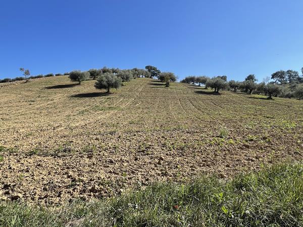 Olive grove and olives 7